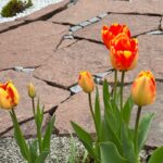 Außenbereich TraumZeit Alpe Blumen