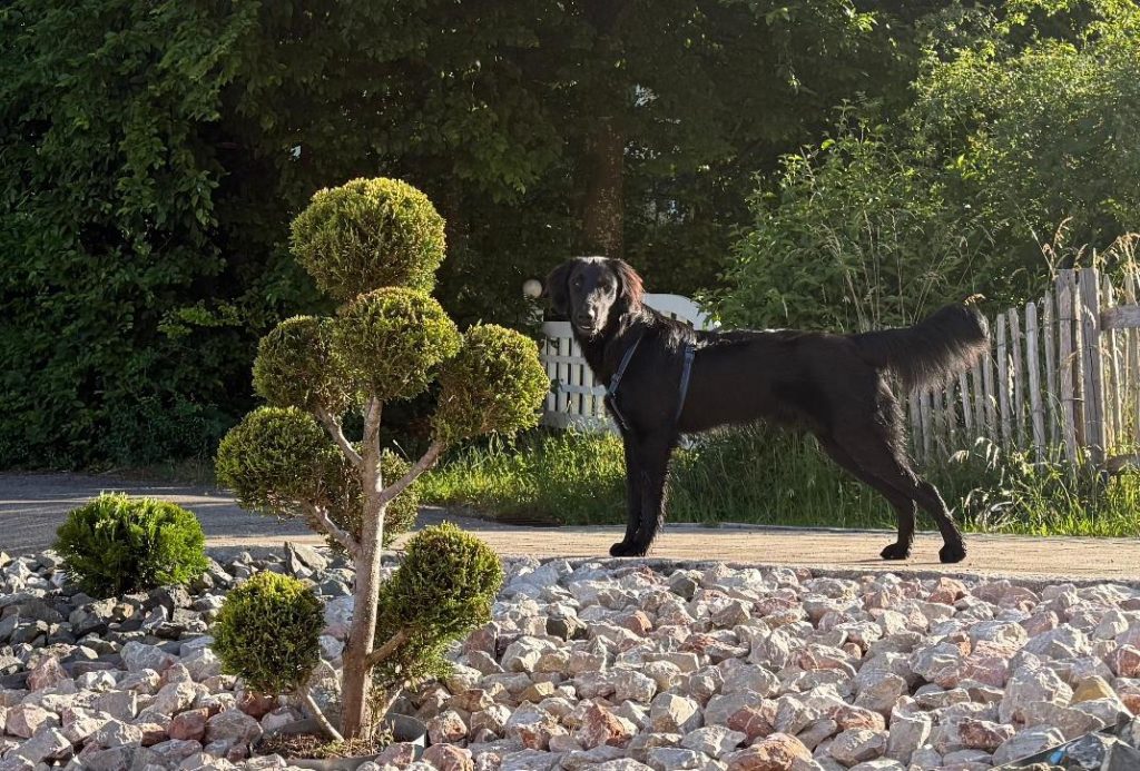 Yaro Hund TraumZeit Alpe