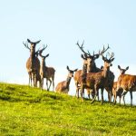 wildpark
